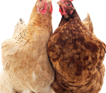Chickens inspire potential new pain relief drug for people
