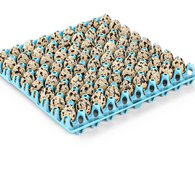 Egg Tray Blue QUAIL EGG Standard