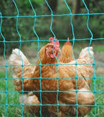 25m Non-Electrified Poultry Fence/Net