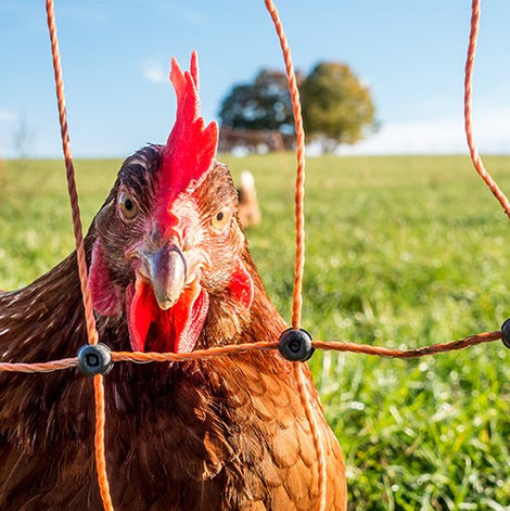 Fence Energizer with Electric Poultry Netting