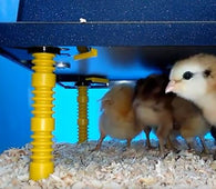 Chick Brooder Heating Plate Medium (Electric Hen)